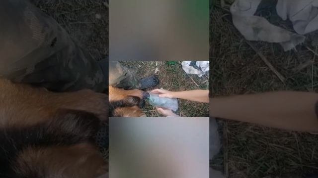 Козёл на процедуре.
