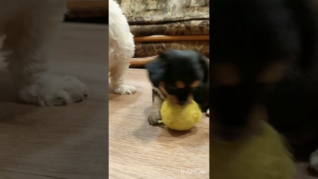 Щенки в добрые руки💛🐾🐶