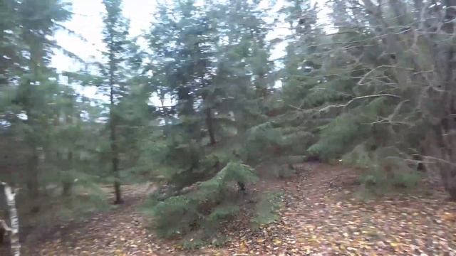 Охота с эстонской гончей на зайца 22.10.2023