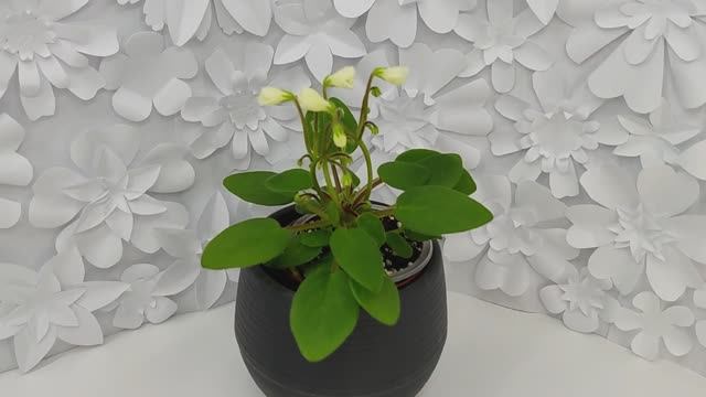 Фиалка трейлер Chantaspring