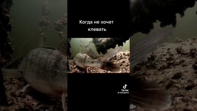 когда не хочет клевать