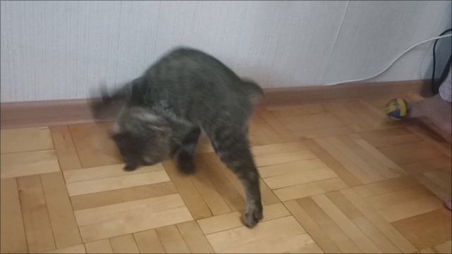 Марсик акробат )