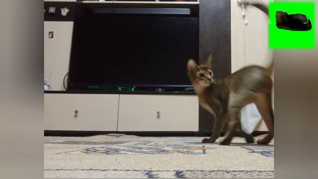 играю с котом 4