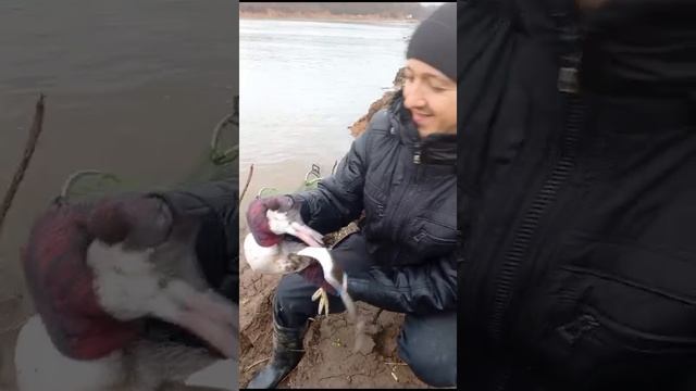 Утка на Рыбалке