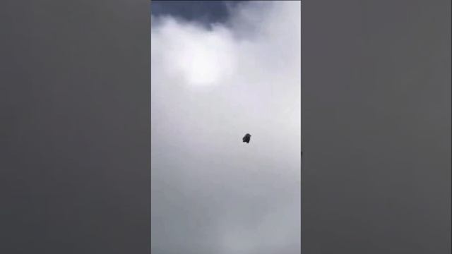 Пикирующий голубь 😳