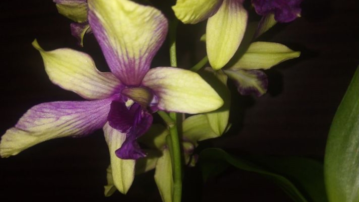 Реанимация дендробиума фаленопсиса с 100% результатом Часть 3 (заключительная)