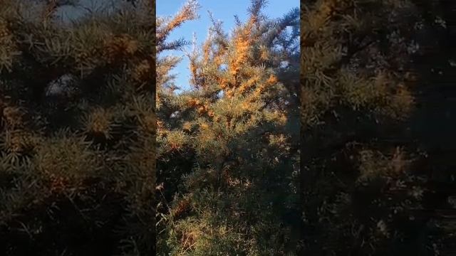 Море облепихи!!! 10.09.2024