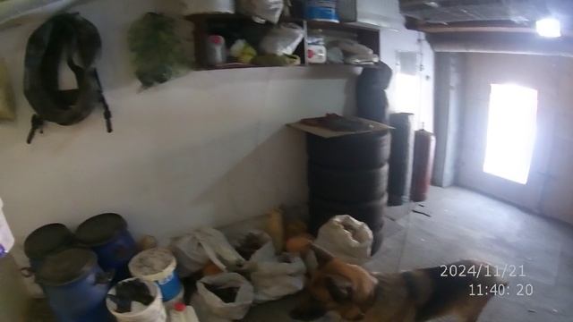 ЛЕЧИМ УШИ СОБАКИ
