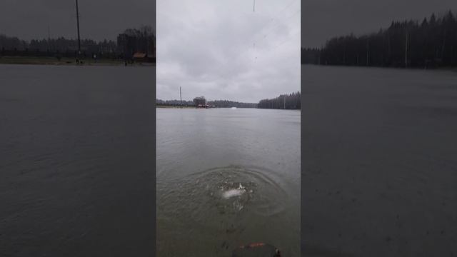 Форель на актив
