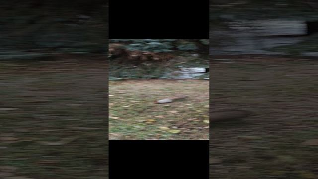 Очаровательная белка Ульяновска
