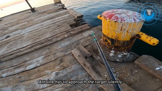 Seal Saved with Rescue Hook