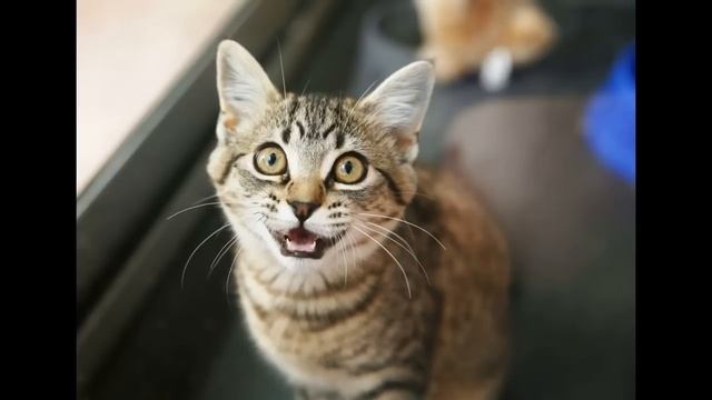 Мурчащие котята в 4к