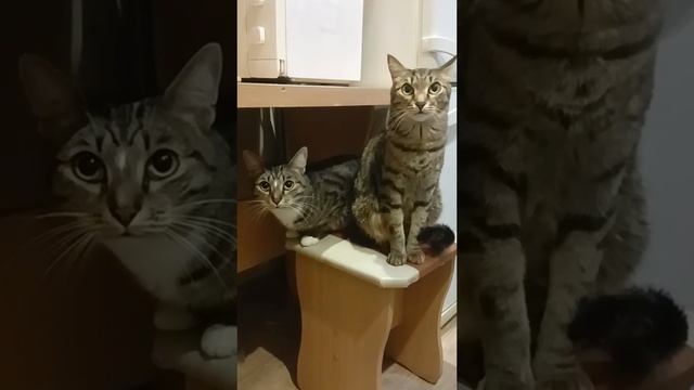 😹😹😹
