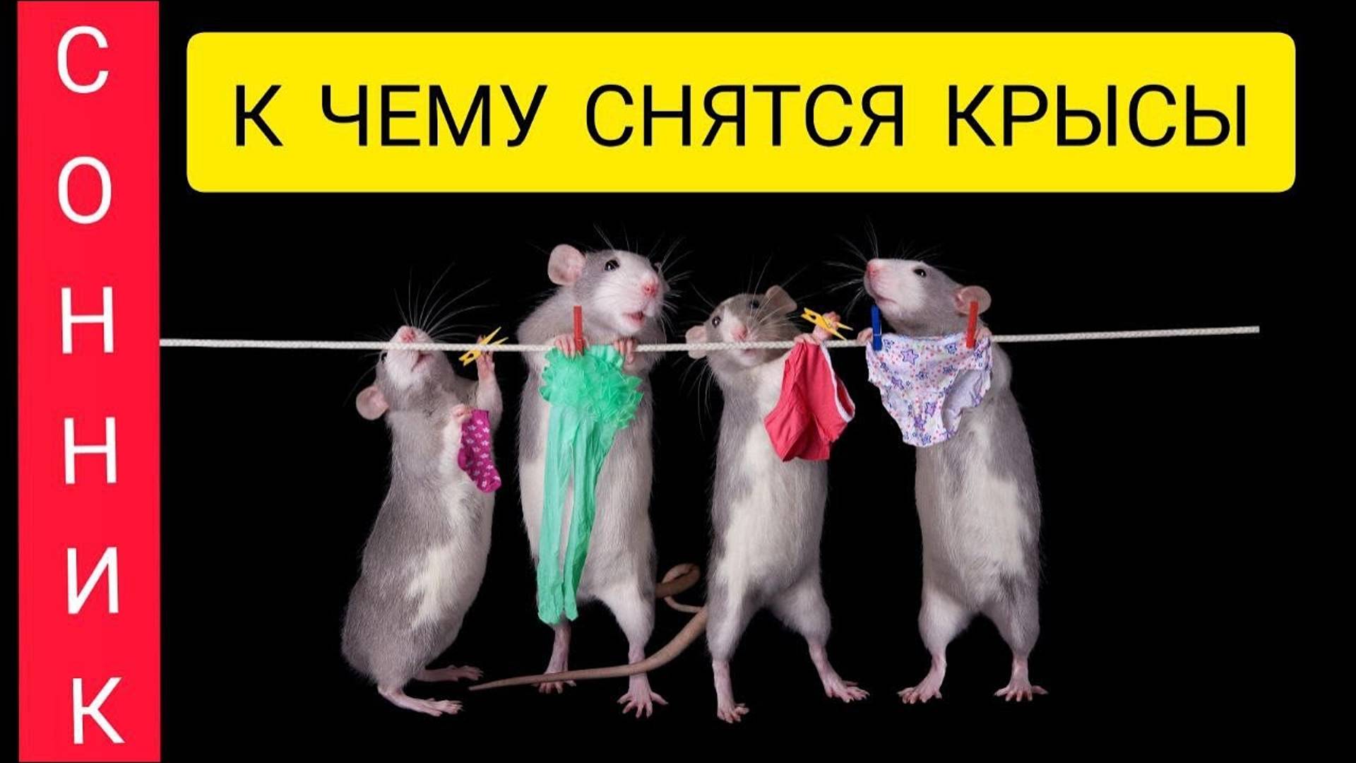 крыса