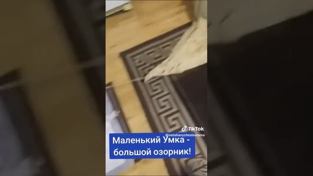 Маленький Умка - большой озорник!...)))