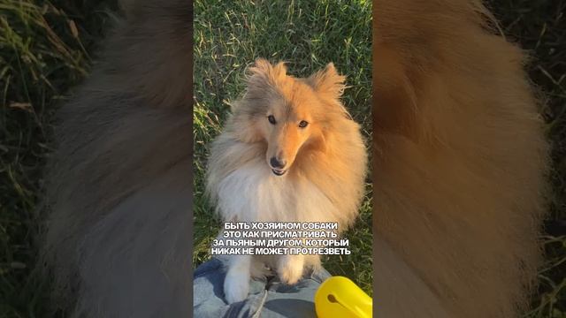 Быть хозяином собаки - это...