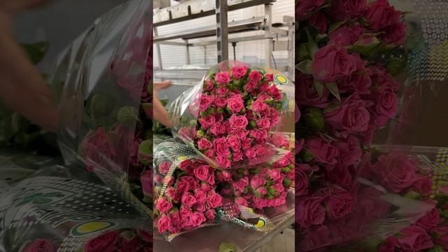 Закулисье цеха ручной сортировки, через который проходит каждая кустовая роза ЮГ🍀АГРО.