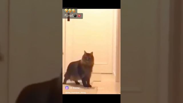 1000187283.mp4