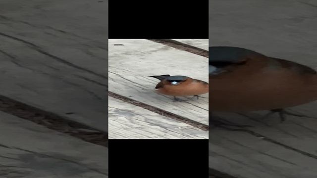 Странный цветной воробей