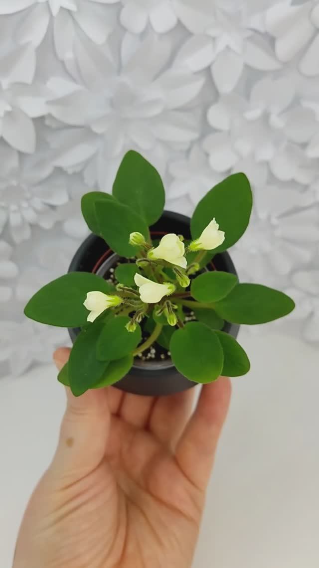 Фиалка трейлер Chantaspring