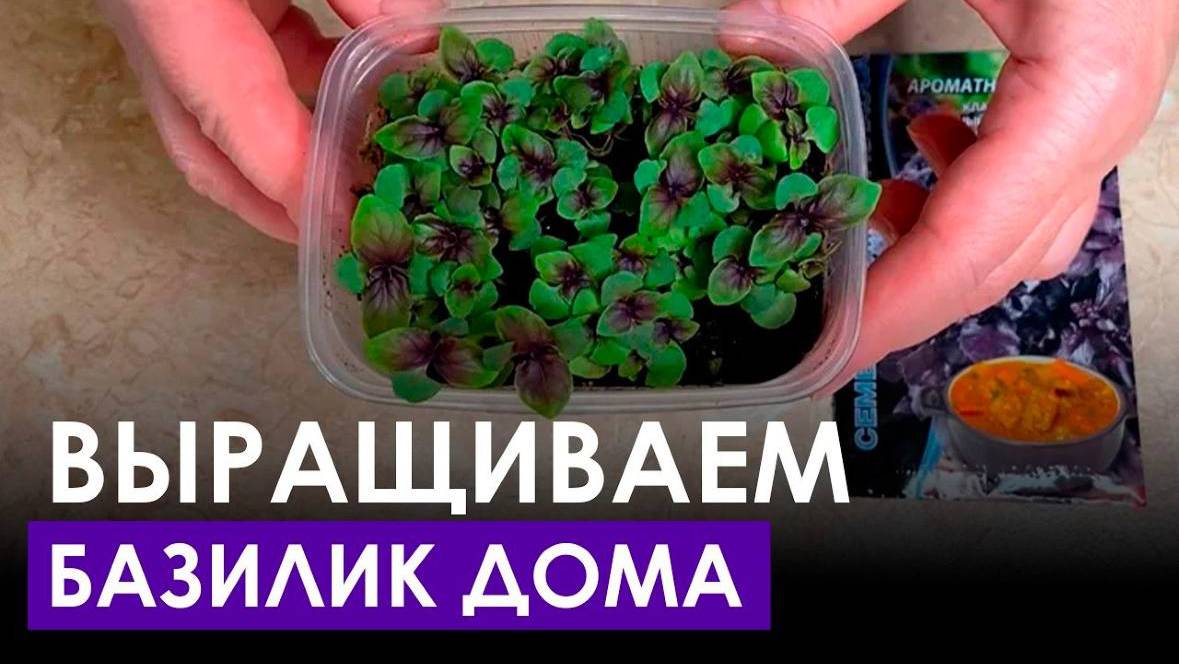 Больше НЕ НУЖНО ходить в магазин за ЗЕЛЕНЬЮ! Как вырастить базилик в домашних условиях?