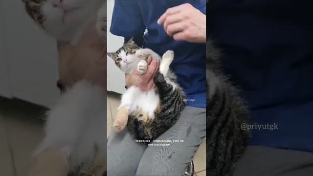 Котика ударило током, но есть возможность ему помочь поправиться!