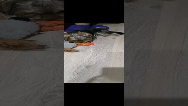 Ттмон