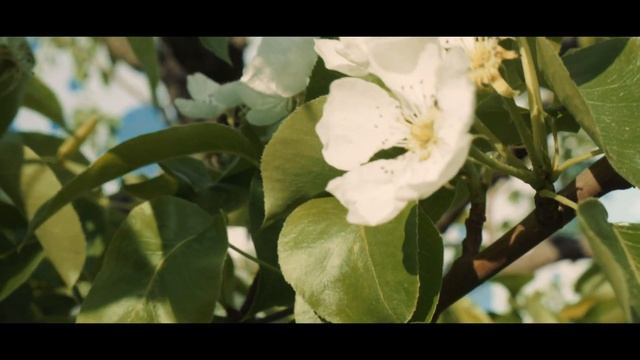 Свадебный клип | Алексей ♡ Ксения