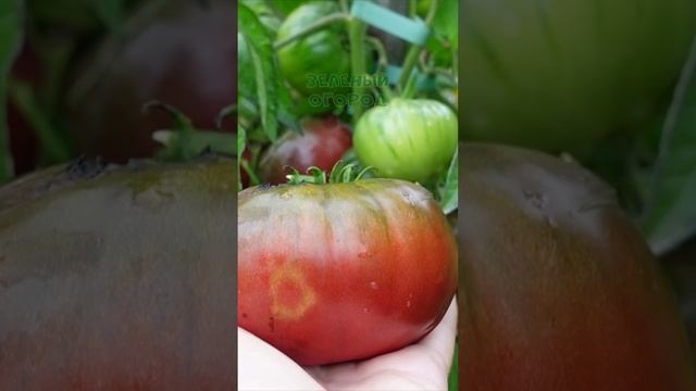 🍅ГНОМ томатный ПУРПУРНАЯ СТРАСТЬ! #shorts #томаты #советы