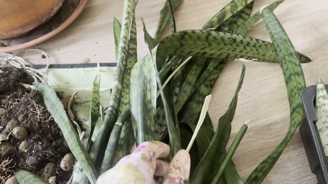 №58. Сансевиерия. Омолаживающая пересадка. Что делать, если куст развалился и листья упали.