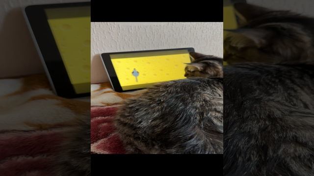 Кот смотрит за мышкой