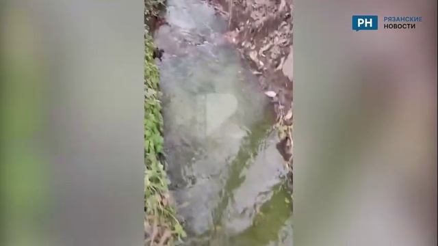 В Рязани позеленел ручей