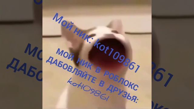 kot109861