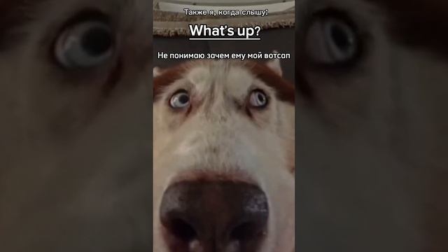 Поэтому нужно заниматься с преподом ☺️ #рек #топ #английский #юмор #приколы