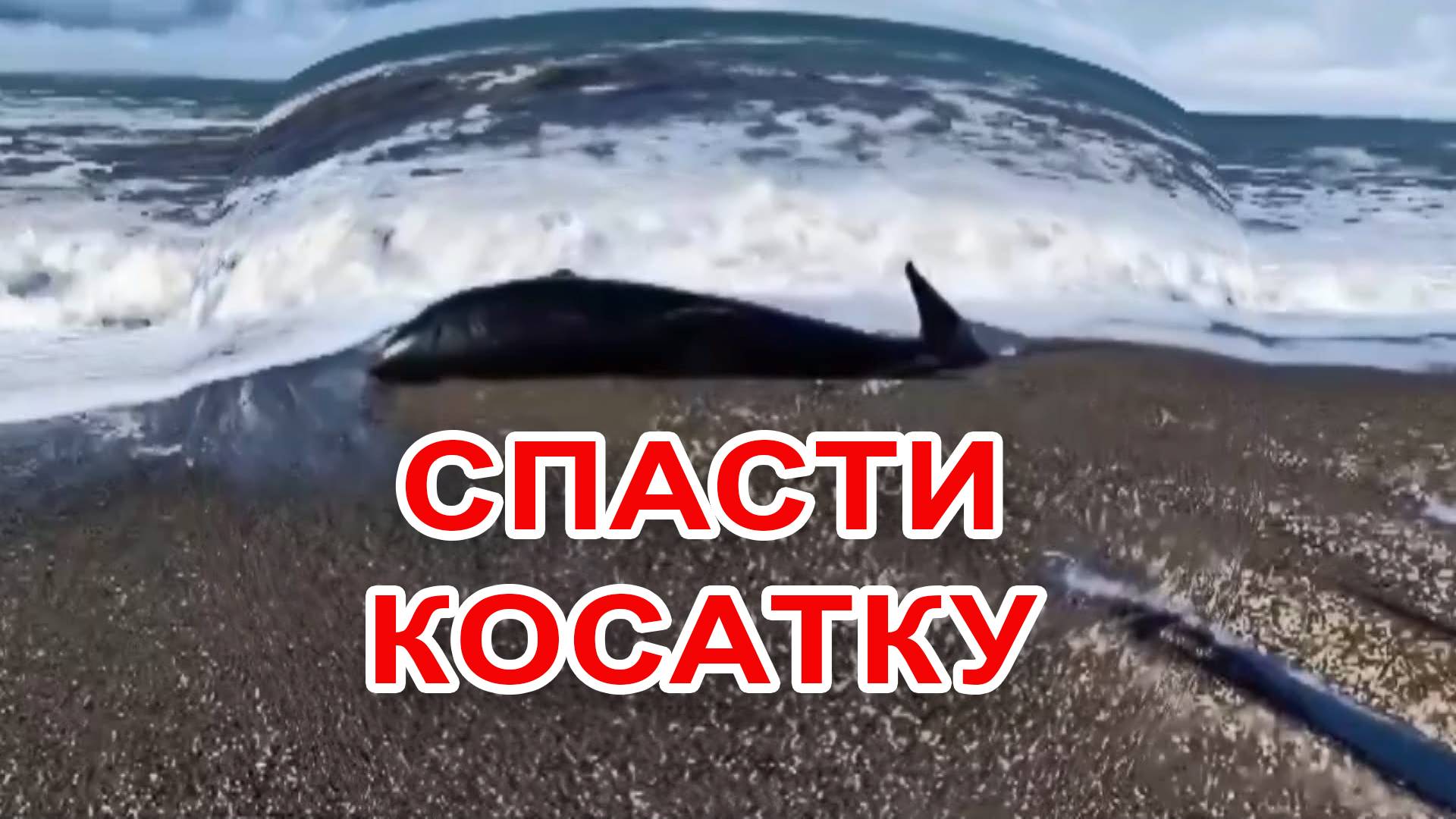 Спасти косатку