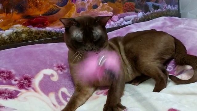 Бурма💗🐾 89051544784 Котята для Вас. Вязка с Чемпионом