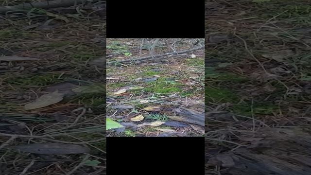 Ложные Лисички. Грибы в лесу Телеши.