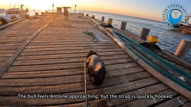 Quick Cut Saves Dock Seal's Life