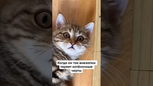 Мы в ВК https://vk.com/life_of_cats