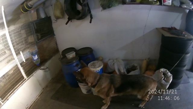 ЛУЧШЕЕ КОРМЛЕНИЕ СОБАКИ