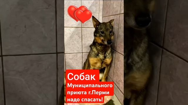Спаси собаку из приюта!