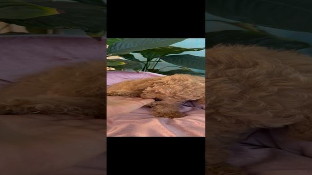 Той пуделек мальчик