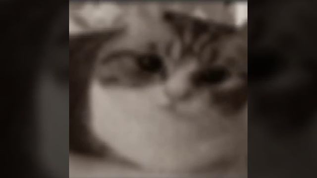 жалко котика🤯
