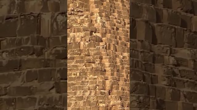 🔸В Египте собака, которая забралась на вершину пирамиды, теперь водит экскурсии