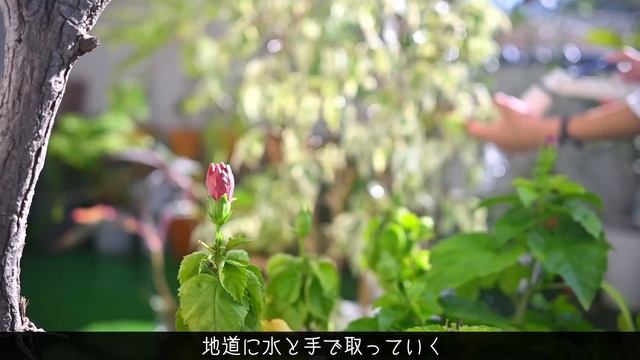 #97 ひんやり朝散歩とぬくぬくコタツ猫｜海と山を身近に感じる暮らし