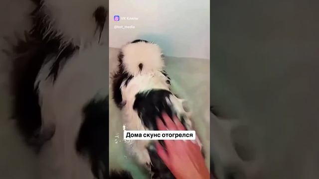 В данном видео сборке, вы увидите  много видео роликов с котами и кошками и другими животными