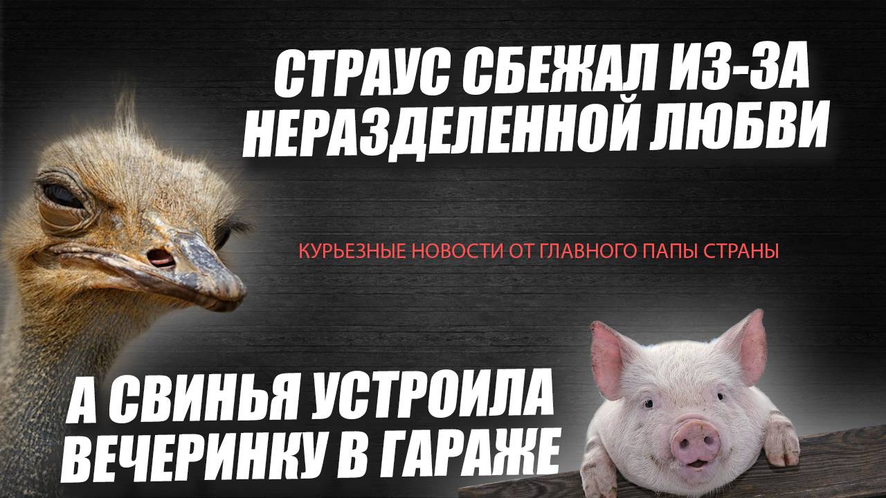 забавные новости за последнюю неделю