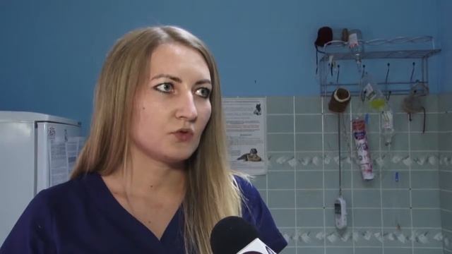 Бродячих собак в Рязани становится меньше