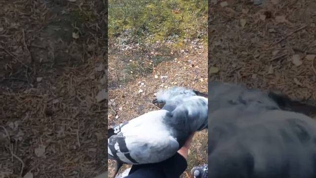 Голуби