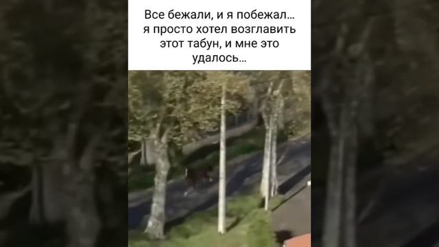 Лошадь и велосипедисты